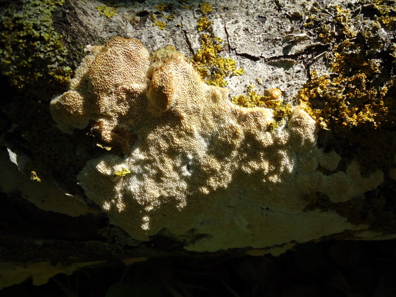 Del 17 Maggio (Trametes trogii)